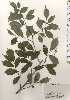  ( - TW024738)  @11 [ ] Copyright (2021) Unspecified Forestry and Forest Products Research Institute