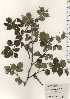  ( - TW024741)  @11 [ ] Copyright (2021) Unspecified Forestry and Forest Products Research Institute