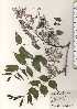  ( - TW024747)  @11 [ ] Copyright (2021) Unspecified Forestry and Forest Products Research Institute