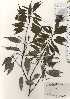  ( - TW024748)  @11 [ ] Copyright (2021) Unspecified Forestry and Forest Products Research Institute