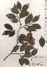  ( - TW024751)  @11 [ ] Copyright (2021) Unspecified Forestry and Forest Products Research Institute