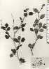  ( - TW024762)  @11 [ ] Copyright (2021) Unspecified Forestry and Forest Products Research Institute