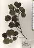  ( - TW024766)  @11 [ ] Copyright (2021) Unspecified Forestry and Forest Products Research Institute
