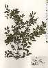  ( - TW024767)  @11 [ ] Copyright (2021) Unspecified Forestry and Forest Products Research Institute
