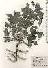  ( - TW024779)  @11 [ ] Copyright (2021) Unspecified Forestry and Forest Products Research Institute