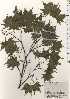  ( - TW024782)  @11 [ ] Copyright (2021) Unspecified Forestry and Forest Products Research Institute
