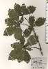  ( - TW024787)  @11 [ ] Copyright (2021) Unspecified Forestry and Forest Products Research Institute