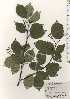  ( - TW024794)  @11 [ ] Copyright (2021) Unspecified Forestry and Forest Products Research Institute