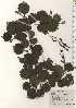  ( - TW024800)  @11 [ ] Copyright (2021) Unspecified Forestry and Forest Products Research Institute