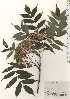  ( - TW024802)  @11 [ ] Copyright (2021) Unspecified Forestry and Forest Products Research Institute