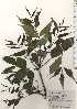 ( - TW024804)  @11 [ ] Copyright (2021) Unspecified Forestry and Forest Products Research Institute