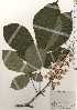  ( - TW024805)  @11 [ ] Copyright (2021) Unspecified Forestry and Forest Products Research Institute