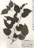  (Pyrus ussuriensis var. ussuriensis - TW024820)  @11 [ ] Copyright (2021) Unspecified Forestry and Forest Products Research Institute