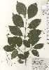  ( - TW024821)  @11 [ ] Copyright (2021) Unspecified Forestry and Forest Products Research Institute