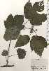  ( - TW024826)  @11 [ ] Copyright (2021) Unspecified Forestry and Forest Products Research Institute