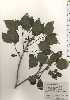  ( - TW024831)  @11 [ ] Copyright (2021) Unspecified Forestry and Forest Products Research Institute