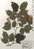  ( - TW024834)  @11 [ ] Copyright (2021) Unspecified Forestry and Forest Products Research Institute