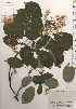  (Cornus controversa - TW024836)  @11 [ ] Copyright (2021) Unspecified Forestry and Forest Products Research Institute