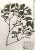  ( - TW024859)  @11 [ ] Copyright (2021) Unspecified Forestry and Forest Products Research Institute