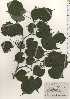  ( - TW024862)  @11 [ ] Copyright (2021) Unspecified Forestry and Forest Products Research Institute