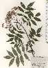  ( - TW024867)  @11 [ ] Copyright (2021) Unspecified Forestry and Forest Products Research Institute