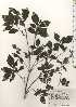  ( - TW024878)  @11 [ ] Copyright (2021) Unspecified Forestry and Forest Products Research Institute