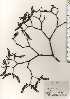  ( - TW024880)  @11 [ ] Copyright (2021) Unspecified Forestry and Forest Products Research Institute