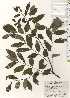  ( - TW024882)  @11 [ ] Copyright (2021) Unspecified Forestry and Forest Products Research Institute