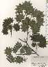  ( - TW024885)  @11 [ ] Copyright (2021) Unspecified Forestry and Forest Products Research Institute