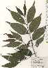  ( - TW024892)  @11 [ ] Copyright (2021) Unspecified Forestry and Forest Products Research Institute