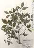  ( - TW024895)  @11 [ ] Copyright (2021) Unspecified Forestry and Forest Products Research Institute
