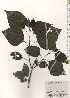  ( - TW024905)  @11 [ ] Copyright (2021) Unspecified Forestry and Forest Products Research Institute
