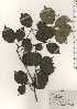  ( - TW024906)  @11 [ ] Copyright (2021) Unspecified Forestry and Forest Products Research Institute