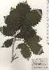  ( - TW024909)  @11 [ ] Copyright (2021) Unspecified Forestry and Forest Products Research Institute