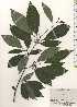  ( - TW024913)  @11 [ ] Copyright (2021) Unspecified Forestry and Forest Products Research Institute