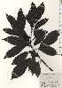  (Aucuba japonica var. borealis - TW024916)  @11 [ ] Copyright (2021) Unspecified Forestry and Forest Products Research Institute