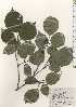  ( - TW024919)  @11 [ ] Copyright (2021) Unspecified Forestry and Forest Products Research Institute