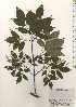  (Fraxinus lanuginosa f. serrata - TW024921)  @11 [ ] Copyright (2021) Unspecified Forestry and Forest Products Research Institute