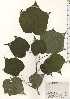  ( - TW024923)  @11 [ ] Copyright (2021) Unspecified Forestry and Forest Products Research Institute