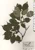  ( - TW024925)  @11 [ ] Copyright (2021) Unspecified Forestry and Forest Products Research Institute
