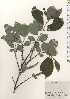  ( - TW024928)  @11 [ ] Copyright (2021) Unspecified Forestry and Forest Products Research Institute
