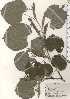  (Tilia maximowicziana - TW024934)  @11 [ ] Copyright (2021) Unspecified Forestry and Forest Products Research Institute