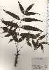  ( - TW024935)  @11 [ ] Copyright (2021) Unspecified Forestry and Forest Products Research Institute