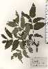  ( - TW024940)  @11 [ ] Copyright (2021) Unspecified Forestry and Forest Products Research Institute