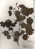  ( - TW024943)  @11 [ ] Copyright (2021) Unspecified Forestry and Forest Products Research Institute