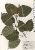  (Acer distylum - TW024944)  @11 [ ] Copyright (2021) Unspecified Forestry and Forest Products Research Institute