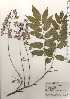  ( - TW024946)  @11 [ ] Copyright (2021) Unspecified Forestry and Forest Products Research Institute