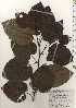  ( - TW024949)  @11 [ ] Copyright (2021) Unspecified Forestry and Forest Products Research Institute
