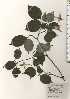  ( - TW024958)  @11 [ ] Copyright (2021) Unspecified Forestry and Forest Products Research Institute