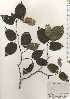  ( - TW024959)  @11 [ ] Copyright (2021) Unspecified Forestry and Forest Products Research Institute